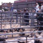 026 Fair sheep sales