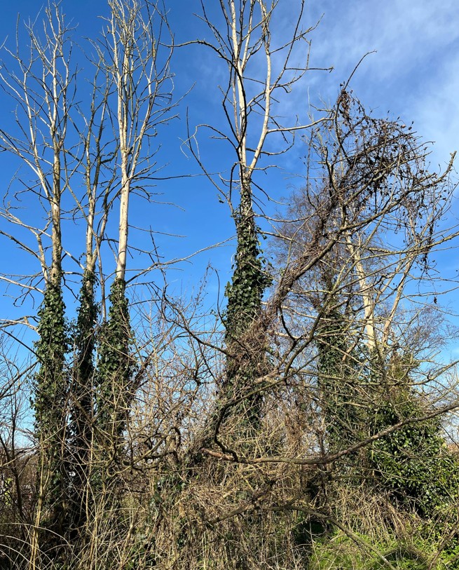 Scheduled Tree Works – April - Bridgwater Town Council
